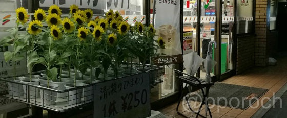 20170817-7-11-sunflower